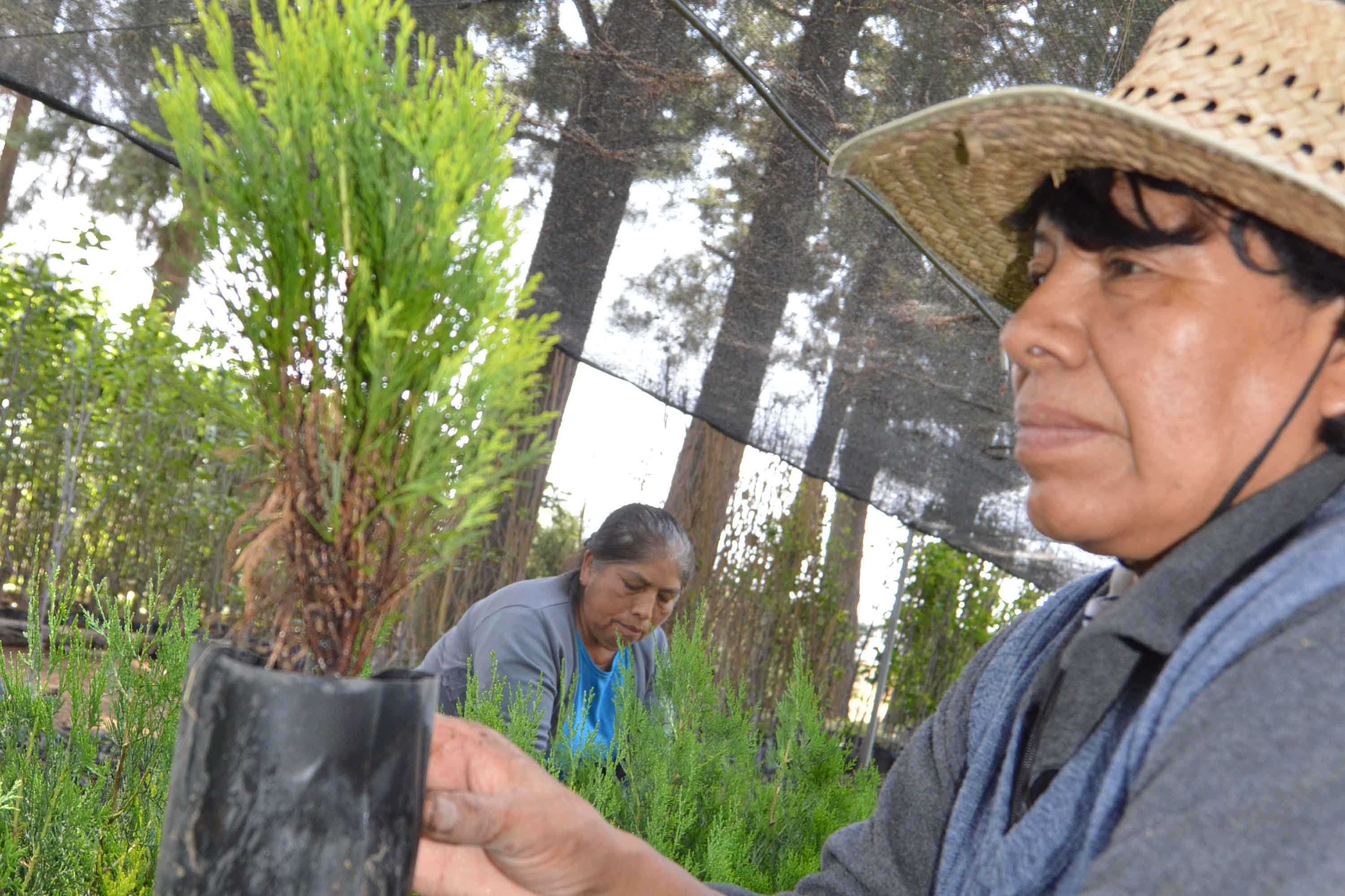 Inicia CGE servicio de resguardo de árboles ornamentales