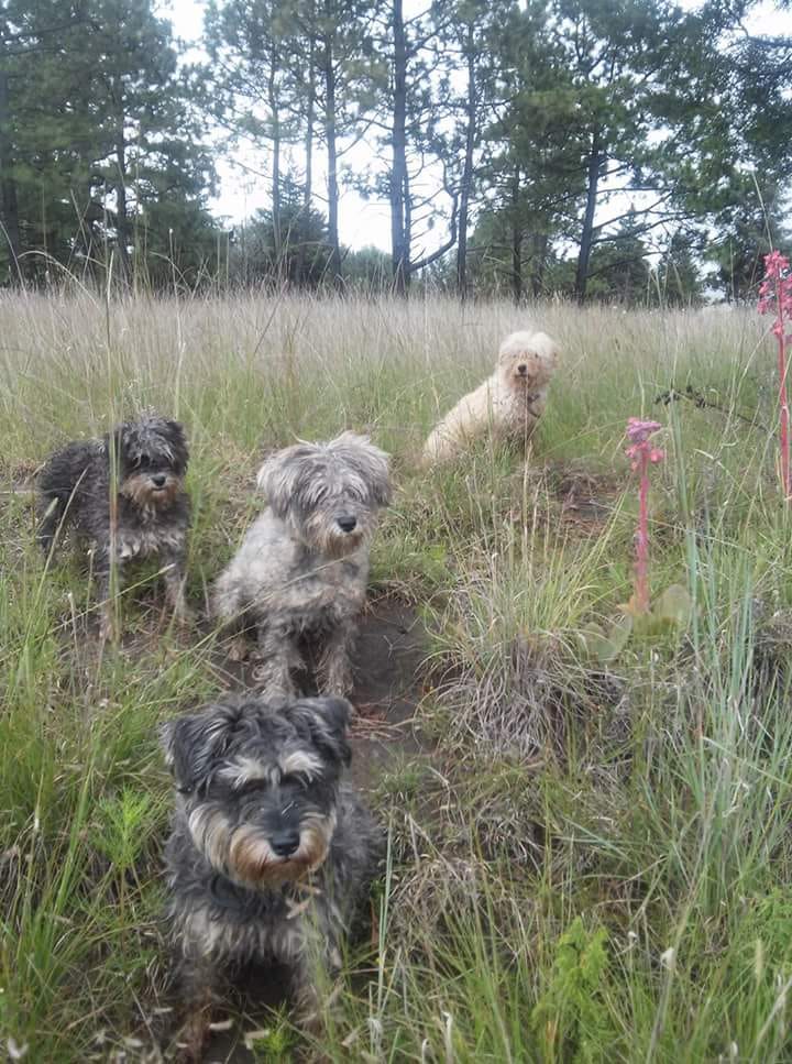 Le roban la camioneta y hasta sus perros en Ocotlán