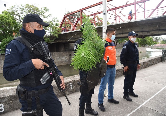 Asegura Policía de Tlaxcala Capital 20 plantas de cannabis sembradas en el Zahuapan