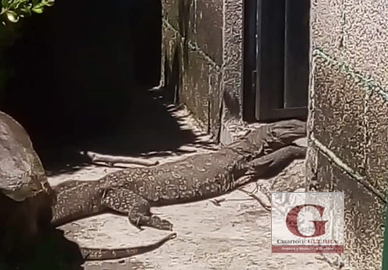 Localizan y rescatan lagarto endémico de Asia, en Ixtacuixtla
