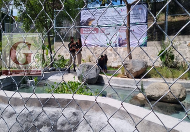 Gobernadora clausura curso de verano en Zoológico del Altiplano con inauguración de espacio para cocodrilos