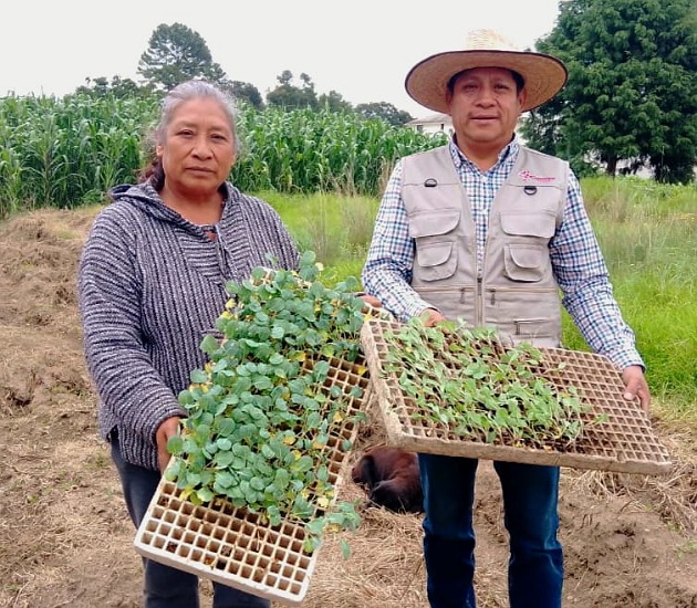 En Chiautempan se continúan impulsando huertos familiares con entrega de plántulas