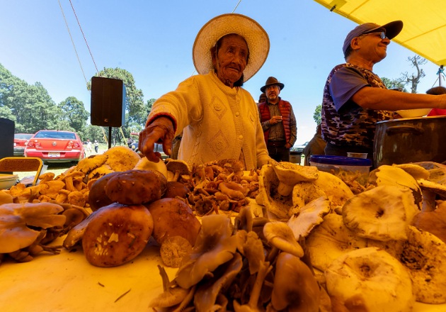 Con éxito se celebra la Tradicional Muestra Gastronómica del Hongo en Altamira de Guadalupe
