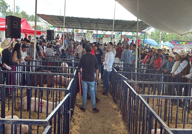 Realizan en Huamantla la primera Subasta Porcina en la Expo Ganadera