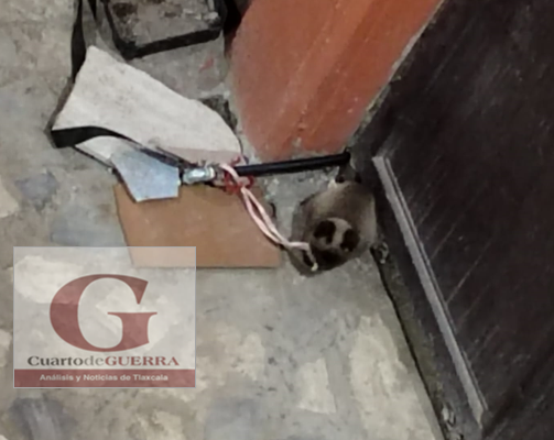 Denuncian maltrato grave contra perros atados día y noche en La Trinidad Tepehitec, Tlaxcala