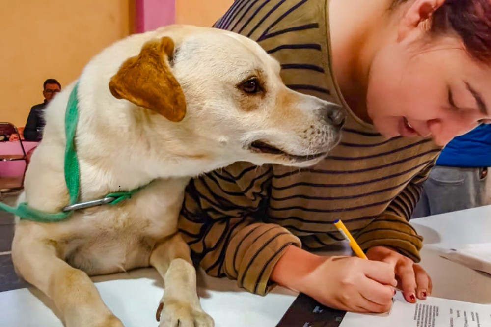 Ayuntamiento de Tlaxcala y Bienestar Animal del estado convocan a jornada de adopción y trámites de la CRUAC