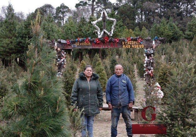 Clima desafía a productores de pinos navideños