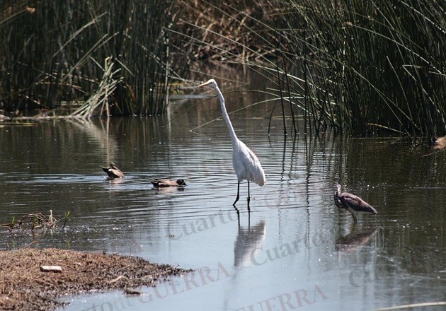 Laguna de Acuitlapilco, refugio para aves en Tlaxcala