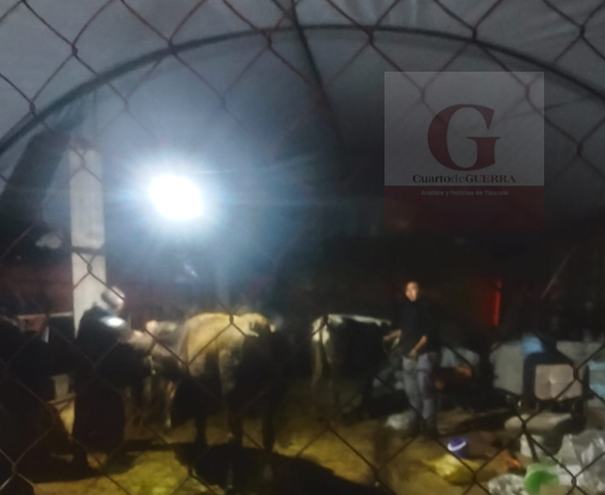 Comando armado asalta rancho en Panotla; amarra a pareja y roba ganado y camioneta