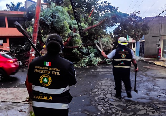 Atiende Ayuntamiento de Tlaxcala caída de un árbol en Acuitlapilco